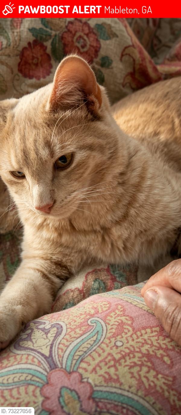Lost Male Cat last seen Robert's Dr, Riverline Tril, Mableton, GA 30126