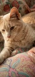 Lost Male Cat last seen Robert's Dr, Riverline Tril, Mableton, GA 30126
