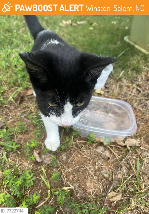 Found/Stray Unknown Cat last seen Peace Haven/421, Winston-Salem, NC 27104
