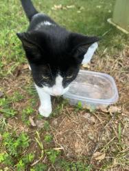 Found/Stray Unknown Cat last seen Peace Haven/421, Winston-Salem, NC 27104