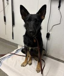 Shelter Stray Female Dog last seen Kumeyaay Way, San Pasqual, CA, 92082, Escondido, CA 92027, USA