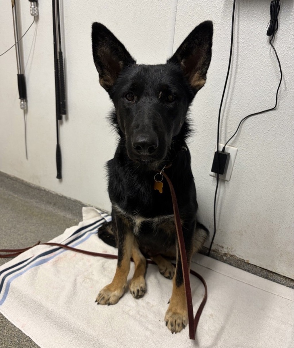 Shelter Stray Female Dog last seen Kumeyaay Way, San Pasqual, CA, 92082, Escondido, CA 92027, USA