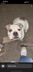 Lost Female Dog last seen Blue castle, Albuquerque, NM 87105
