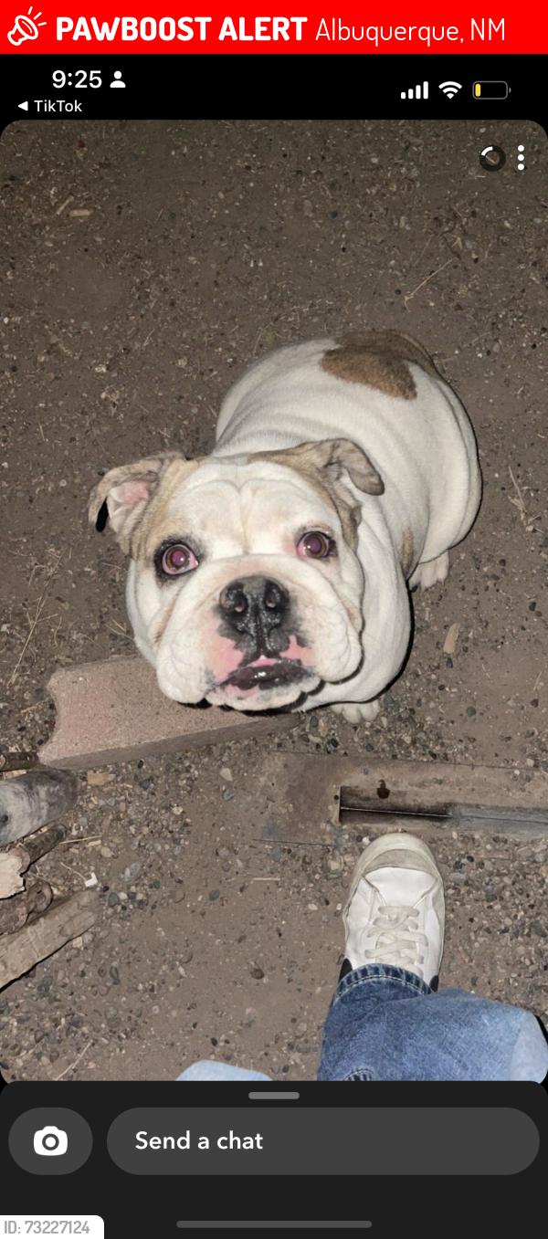 Lost Female Dog last seen Blue castle, Albuquerque, NM 87105