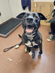Shelter Stray Female Dog last seen San Leandro, SAN LEANDRO, CA, 94577, 8323 Baldwin St, Oakland, CA 94621, USA