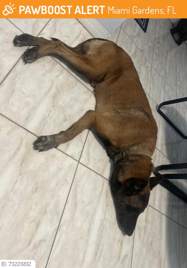 Found/Stray Male Dog last seen Marathon Gas station, Miami Gardens, FL 33054