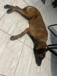Found/Stray Male Dog last seen Marathon Gas station, Miami Gardens, FL 33054