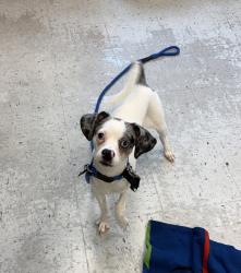 Shelter Stray Male Dog last seen Apt 2604,999 S Main Street, SALT LAKE CITY, UT, 84111, 511 W 3900 S, Salt Lake City, UT 84123, USA