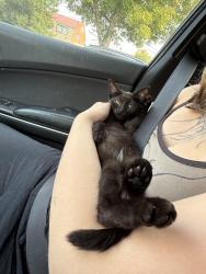 Lost Female Cat last seen In the parking lot of mt scott commons (next to mt scott elementary), Happy Valley, OR 97266