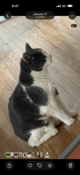 Lost Male Cat last seen Marmora &monitor and Austin ave, Chicago, IL 60634