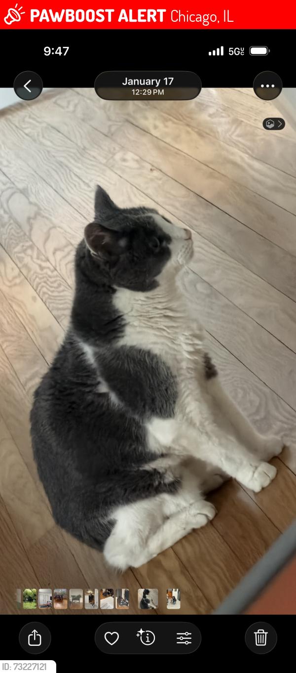 Lost Male Cat last seen Marmora &monitor and Austin ave, Chicago, IL 60634