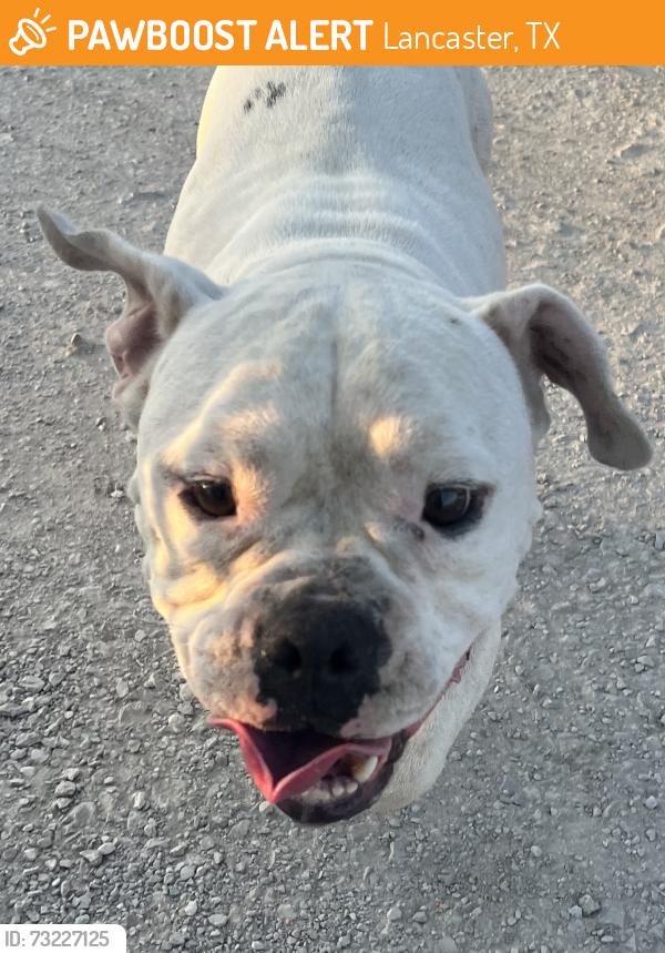 Found/Stray Male Dog last seen Watermill rd. Oncor power site, Lancaster, TX 75146