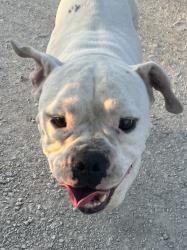 Found/Stray Male Dog last seen Watermill rd. Oncor power site, Lancaster, TX 75146