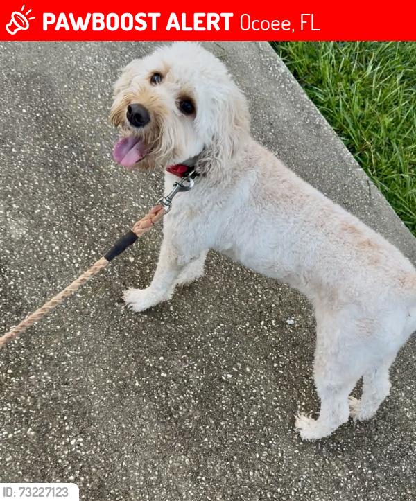 Lost Male Dog last seen Ocoee crown point parkway, Ocoee-Apopka ROAD, Ocoee, FL 34761