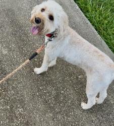 Lost Male Dog last seen Ocoee crown point parkway, Ocoee-Apopka ROAD, Ocoee, FL 34761