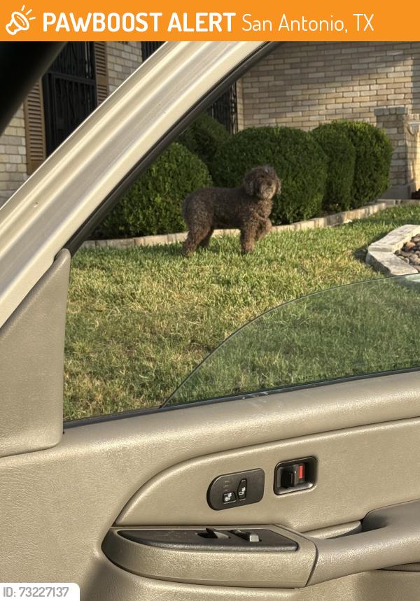 Found/Stray Male Dog last seen Near lakeledge st, San Antonio, TX 78222