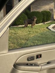 Found/Stray Male Dog last seen Near lakeledge st, San Antonio, TX 78222