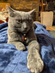 Lost Female Cat last seen 1st and Havana, Aurora, CO 80010