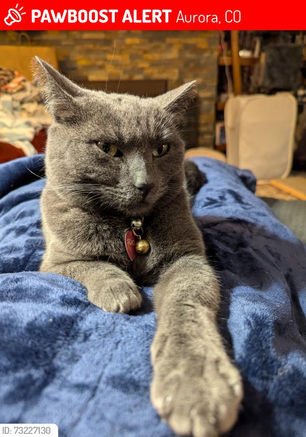 Lost Female Cat last seen 1st and Havana, Aurora, CO 80010