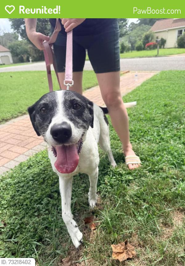Reunited Female Dog last seen Jamestown Drive and Chirch Road, Newport News, VA 23606
