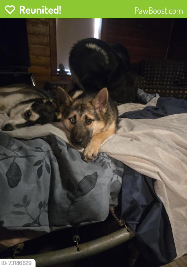 Reunited Female Dog last seen Storage star storage facility, Pasco, WA 99301