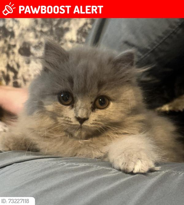 Lost Female Cat last seen tib street, Greater Manchester, England M4 1LU