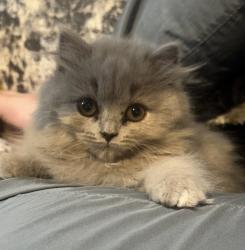 Lost Female Cat last seen tib street, Greater Manchester, England M4 1LU