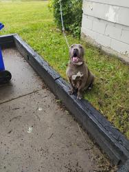 Lost Female Dog last seen Evergreen Pickford, Detroit, MI 48075