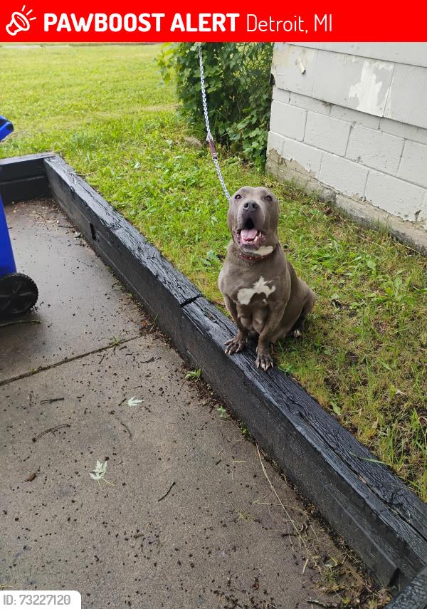 Lost Female Dog last seen Evergreen Pickford, Detroit, MI 48075