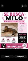Lost Female Cat last seen Lehi, Utah EEUU, Lehi, UT 84043