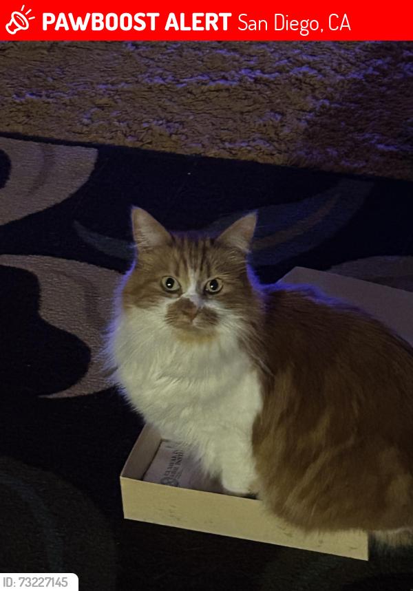 Lost Female Cat last seen Kelton Rd, San Diego, CA 92114