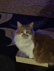 Lost Female Cat last seen Kelton Rd, San Diego, CA 92114