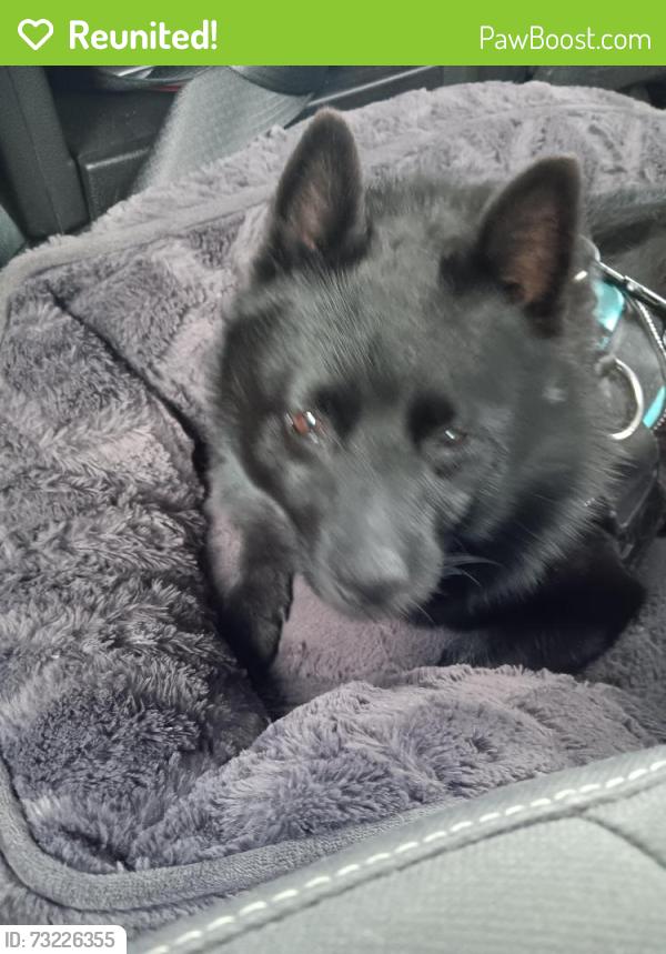 Reunited Female Dog last seen Decatur Boulevard, Las Vegas, NV 89130
