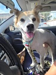 Reunited Female Dog last seen Basic and Magnesium, Henderson, NV 89015