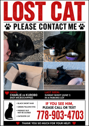 Lost Male Cat last seen Near Williams Rd #120, Richmond, BC V7A 0B4, Richmond, BC V7A 1G4