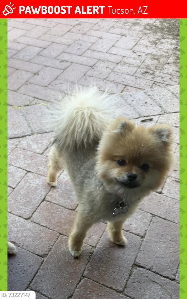 Lost Female Dog last seen Tanque Verde & Houghton, Tucson, AZ 85749