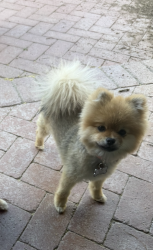 Lost Female Dog last seen Tanque Verde & Houghton, Tucson, AZ 85749