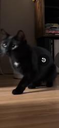 Reunited Female Cat last seen 103st 20ave, Edmonton, AB T6J 6L9