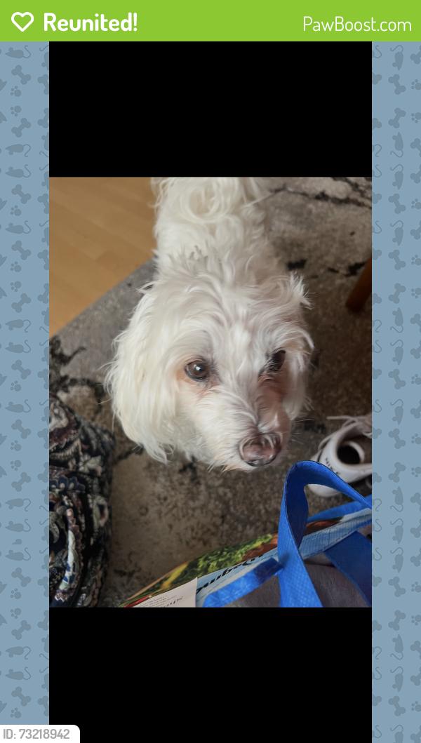 Reunited Male Dog last seen Kennedy mills, Greenwich Township, NJ 08886