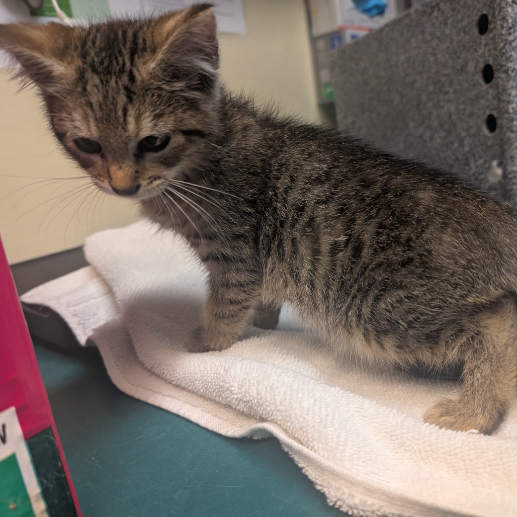 Shelter Stray Male Cat last seen , 361 S Raymond Ave, Pasadena, CA 91105, USA