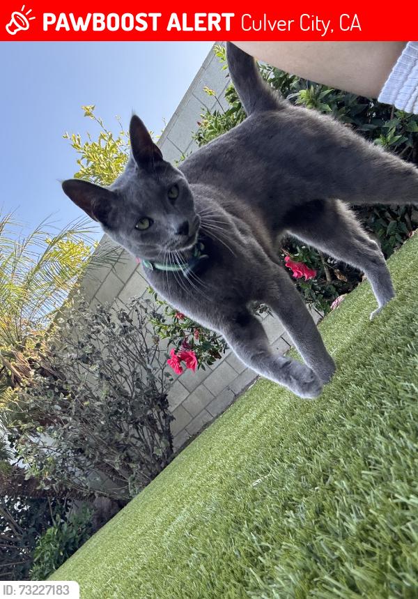 Lost Male Cat last seen Coolidge Ave & Braddock Ave, Culver City, CA 90066