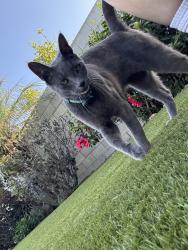 Lost Male Cat last seen Coolidge Ave & Braddock Ave, Culver City, CA 90066