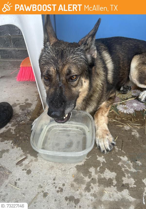Found/Stray Male Dog last seen Near Savannah ave, McAllen, TX 78503