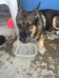 Found/Stray Male Dog last seen Near Savannah ave, McAllen, TX 78503