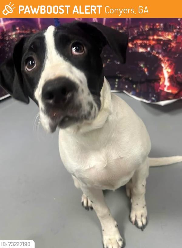 Found/Stray Male Dog last seen Located at Rockdale County Animal Service, 1506 Rockbridge Road, Conyers, GA 30012, Conyers, GA 30012
