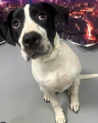 Found/Stray Male Dog last seen Located at Rockdale County Animal Service, 1506 Rockbridge Road, Conyers, GA 30012, Conyers, GA 30012