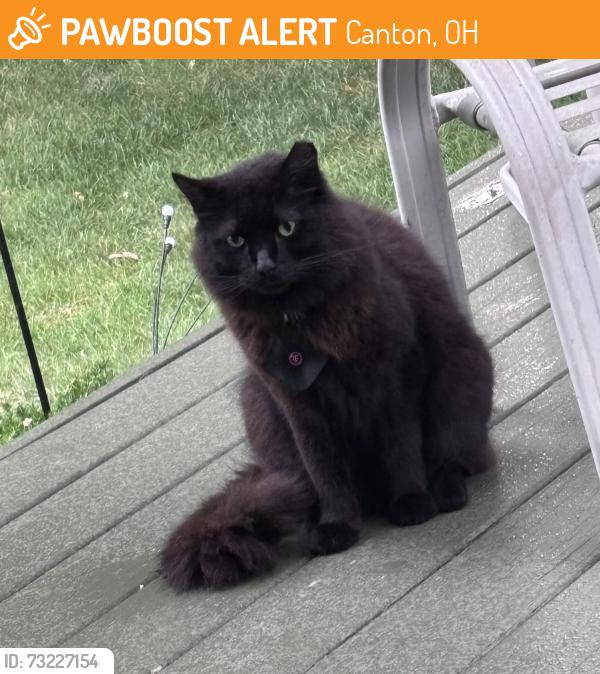 Found/Stray Unknown Cat last seen Lake cable area / Lake Cable Elementary, Canton, OH 44718