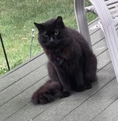 Found/Stray Unknown Cat last seen Lake cable area / Lake Cable Elementary, Canton, OH 44718