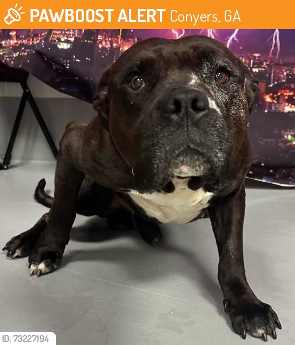 Found/Stray Male Dog last seen Located at Rockdale County Animal Service, 1506 Rockbridge Road, Conyers, GA 30012, Conyers, GA 30012