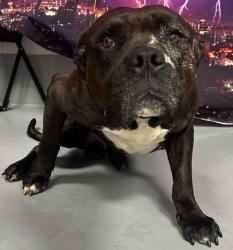 Found/Stray Male Dog last seen Located at Rockdale County Animal Service, 1506 Rockbridge Road, Conyers, GA 30012, Conyers, GA 30012